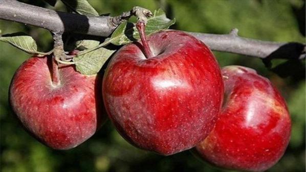تصدير التفاح الصيني إلى أنحاء العالم