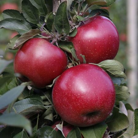 التصدير و الإستيراد للتفاح الكبير الحجم