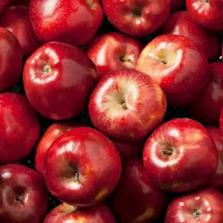 بيع أجود أنواع تفاح جالا