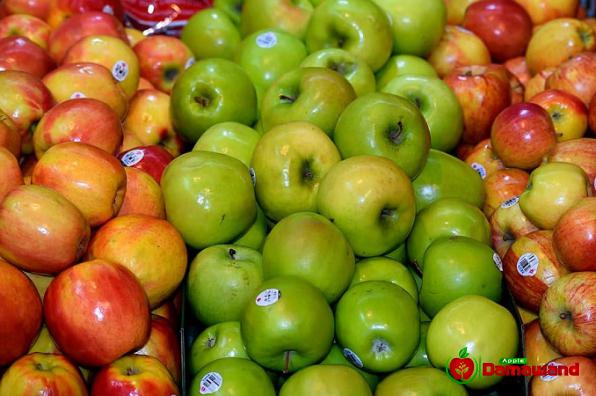 شركات تصدير تفاح طازج في ايران
