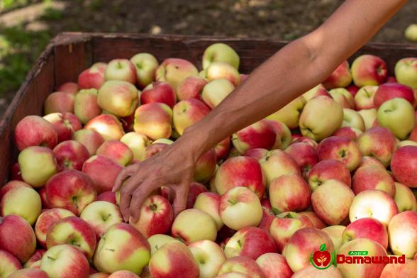 تصدیر التفاح الحلو من ايران إلى البلدان المختلفة