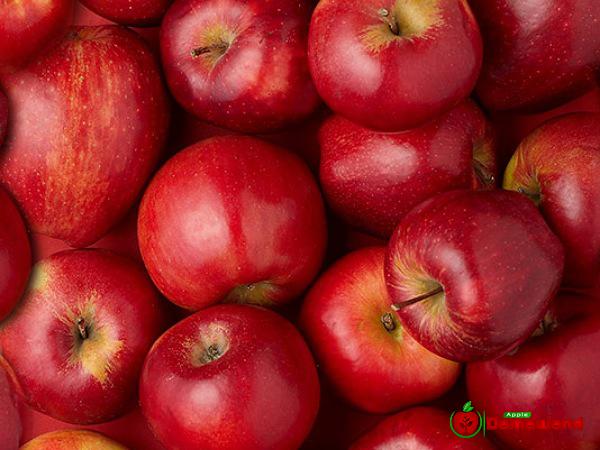سعر طن التفاح الأحمر