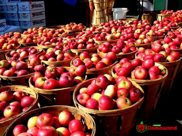 بيع التفاح الصيني بسعر مناسب