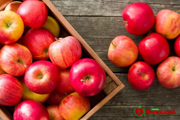تصدير تفاح طازج بأسعار مناسبة إلی الدول الأروبیة