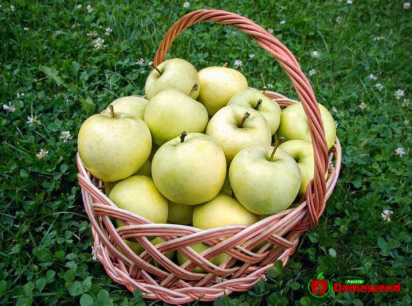 أسعار تفاح عراقي أبيض 