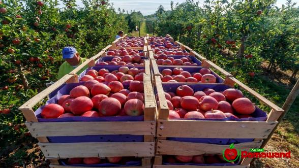 معلومات حول تصدیر التفاح إلى الدول الخلیج