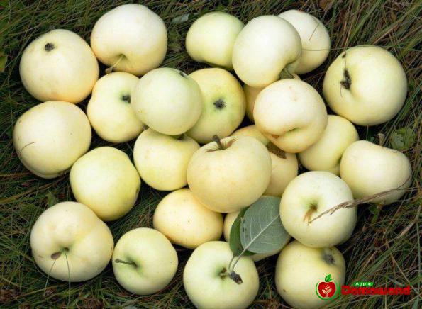 أسهل طرق توزیع تفاح عراقي